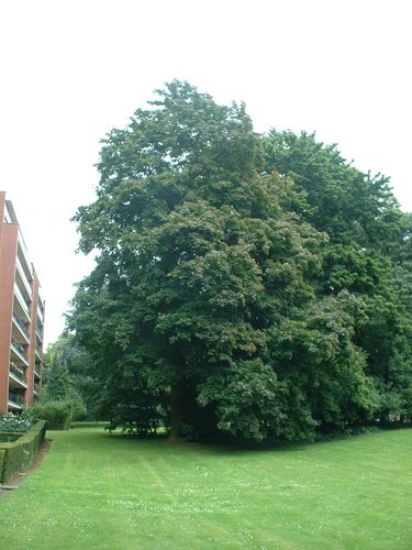 Acer platanoides f. rubrum – Uccle, Parc Cherridreux, parc privé –  16 Août 2005