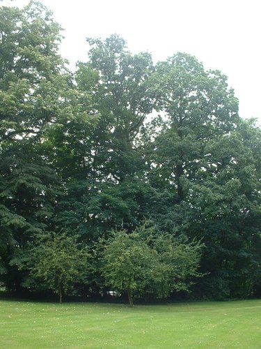 Chêne pédonculé – Uccle, Parc Cherridreux, parc privé –  16 Août 2005