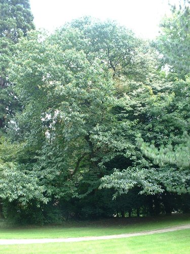 Castanea sativa f. aureomarginata – Ukkel, Cherridreuxpark, parc privé –  16 August 2005