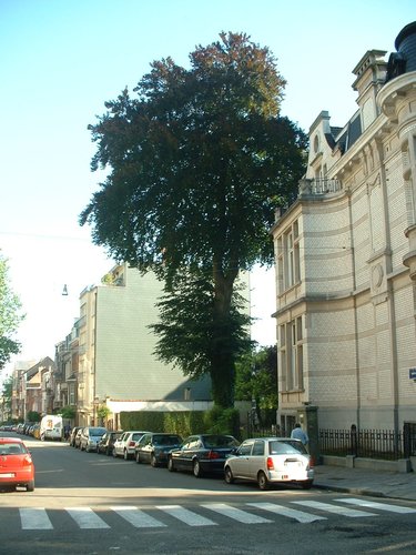 Hêtre pourpre – Uccle, Avenue Winston Churchill, 188 –  18 Août 2005