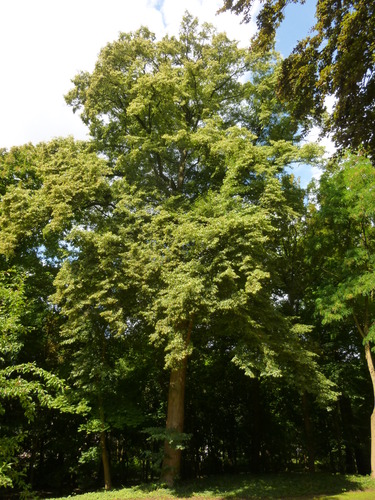 Tilleul à petites feuilles – Uccle, Parc Cherridreux, parc privé –  16 Juillet 2014