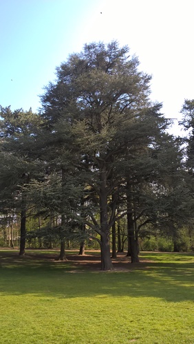 Cèdre bleu de l'Atlas – Bruxelles, Bois de la Cambre –  20 Avril 2021