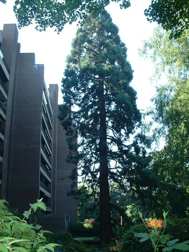 Sequoia géant – Uccle, Parc Cherridreux, parc privé –  18 Août 2005