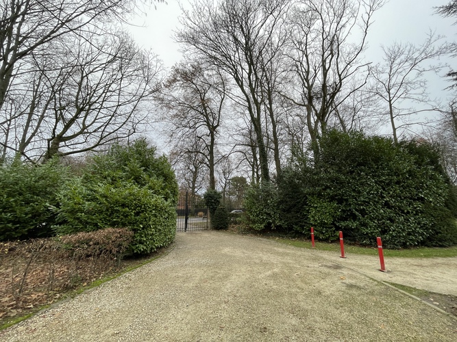Gewone plataan &ndash; Ukkel, Cherridreuxpark, parc privé &ndash;  11 December 2025