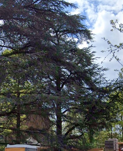 Blauwe ceder &ndash; Ukkel, Henri Pirennelaan, 13 &ndash;  26 August 2005