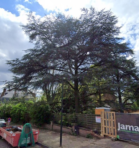 Blauwe ceder &ndash; Ukkel, Henri Pirennelaan, 13 &ndash;  26 August 2005