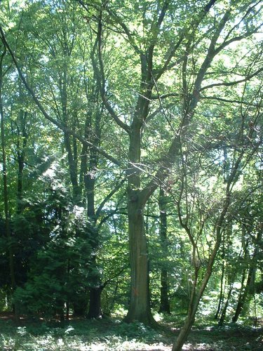 Chêne rouge d'Amérique – Jette, Avenue du Laerbeek –  29 Août 2005