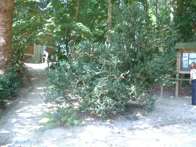 Gewone palm – Oudergem, Park van het Sint-Anna kasteel, Oude Molenstraat, 103 –  30 August 2005
