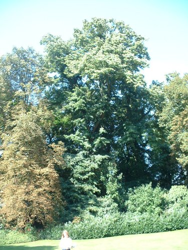 Tilleul argenté – Auderghem, Parc du château Sainte Anne, Rue du Vieux Moulin, 103 –  30 Août 2005