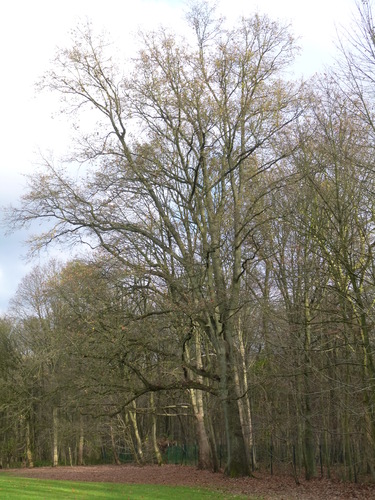 Chêne pédonculé – Auderghem, Parc du château de la Solitude, Avenue Charles Schaller, 54 –  12 Novembre 2015