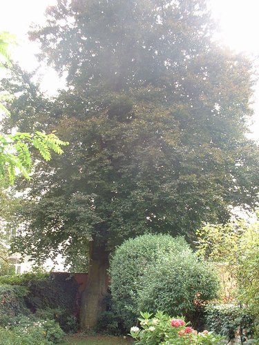 Hêtre pourpre – Uccle, Avenue Brugmann, 374 –  14 Septembre 2005