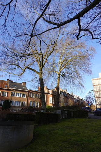 Amerikaanse eik &ndash; Oudergem, Vorstlaan &ndash;  20 Januari 2026