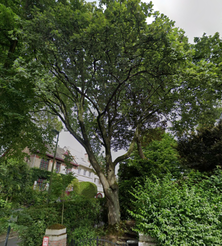 Sorbier blanc/Alouchier &ndash; Auderghem, Avenue du Parc de Woluwe, 44 &ndash;  05 Octobre 2005