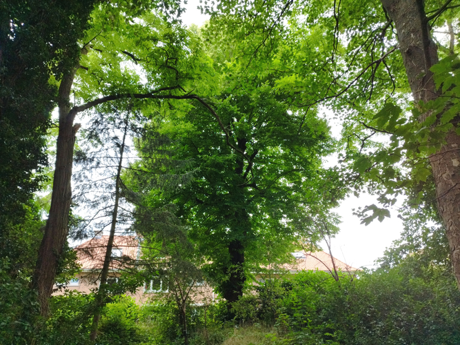 Tilleul à larges feuilles – Forest, Drève de la Grappe, 16 –  15 Juillet 2024