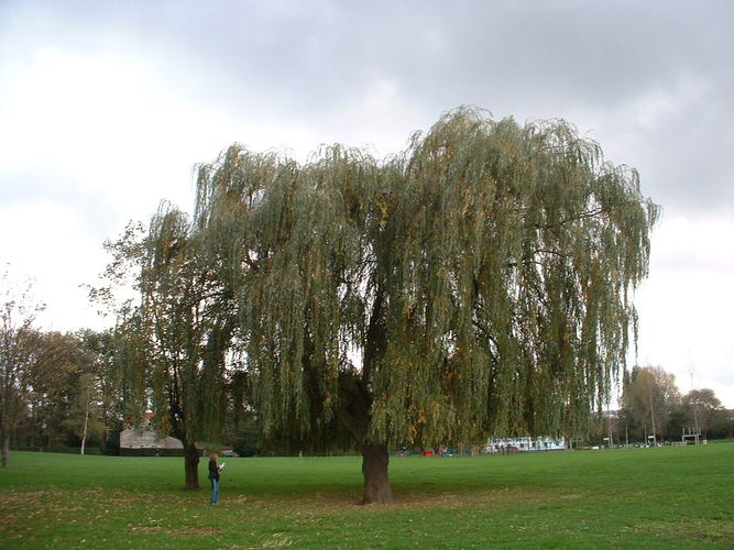 Saule pleureur – Forest, Parc du Bempt, parc –  04 Novembre 2005