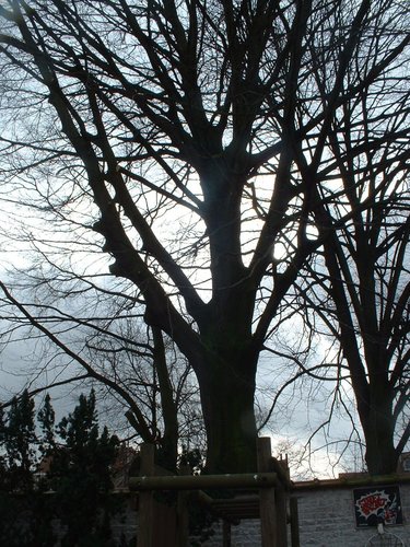 Hêtre pourpre – Etterbeek, Avenue de l'Armée, 87 –  27 Février 2006