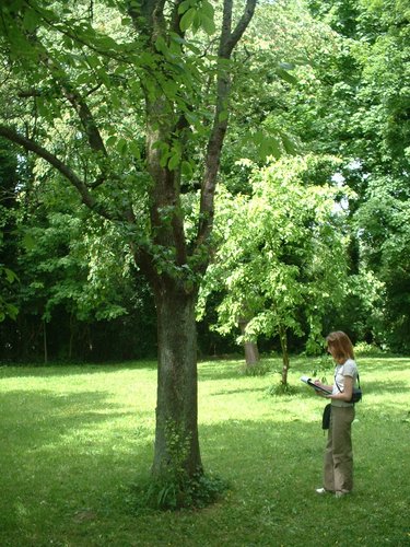 Poirier cultivé – Schaerbeek, Parc Walckiers, école –  26 Mai 2005