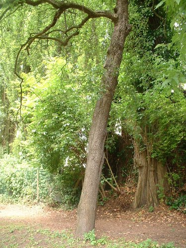 Poirier cultivé – Forest, Chaussée de Bruxelles, 150 –  23 Juin 2006