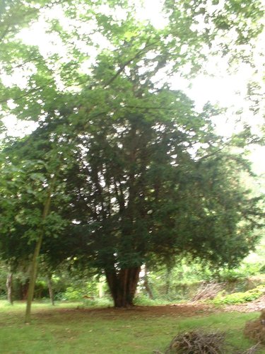 Venijnboom – Oudergem, Jean Van Horenbeecklaan, 149a –  27 Juni 2006