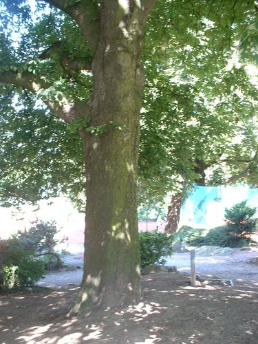 Marronnier commun – Forest, Avenue du Domaine, 150 –  10 Juillet 2006