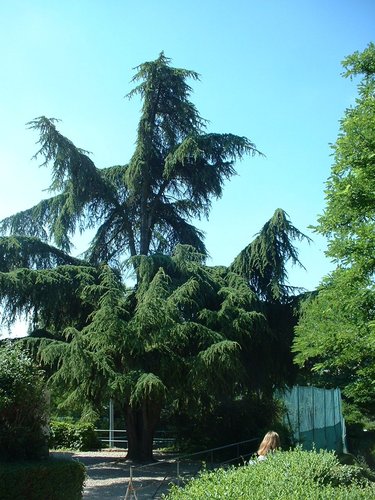 Cèdre de l'Atlas – Forest, Avenue du Domaine, 150 –  10 Juillet 2006