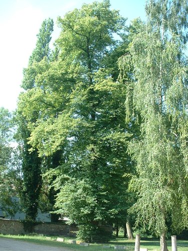 Tilleul commun – Forest, Abbaye de Forest, parc –  12 Juillet 2006