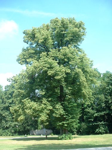 Tilleul à petites feuilles – Forest, Abbaye de Forest, parc –  12 Juillet 2006