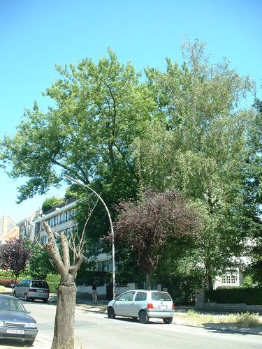 Erable à feuilles de frêne – Forest, Avenue des Sept Bonniers, 198 –  14 Juillet 2006