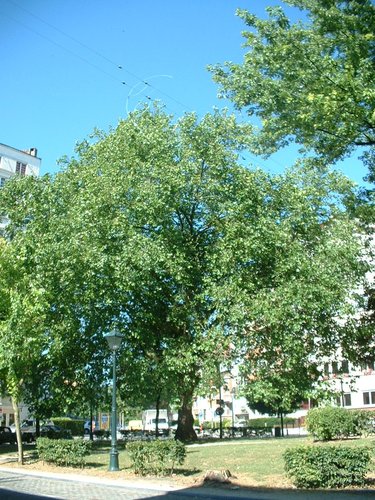 Platane à feuille d'érable – Forest, Place Constantin Meunier –  18 Juillet 2006