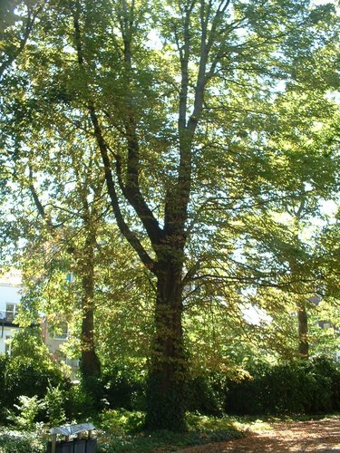 Marronnier commun – Forest, Jardin de l'école normale de Berkendael, Rue Berkendael –  18 Juillet 2006