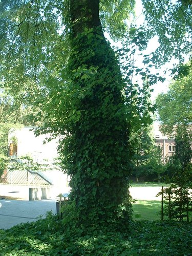 Erable argenté – Forest, Jardin de l'école normale de Berkendael, Rue Berkendael –  18 Juillet 2006
