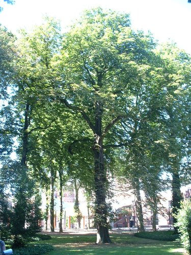 Marronnier commun – Forest, Jardin de l'école normale de Berkendael, Rue Berkendael, 70-72 –  18 Juillet 2006