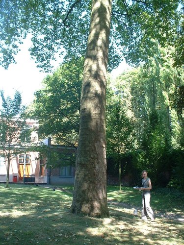 Platane à feuille d'érable – Forest, Jardin de l'école normale de Berkendael, Rue Berkendael –  18 Juillet 2006