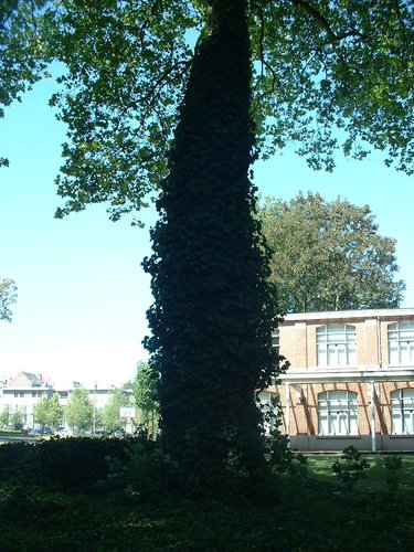 Platane à feuille d'érable – Forest, Jardin de l'école normale de Berkendael, Rue Berkendael –  18 Juillet 2006