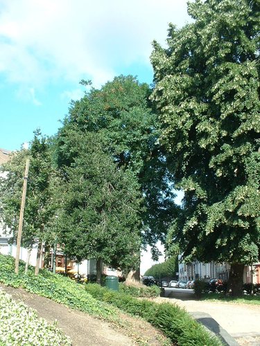 Robinia pseudoacacia var. unifoliola – Bruxelles, Rue du Champ de l'Eglise –  08 Août 2006