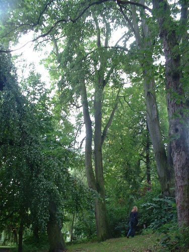 Hemelboom – Elsene, Vijvers van Elsene, Generaal de Gaullelaan –  21 August 2006