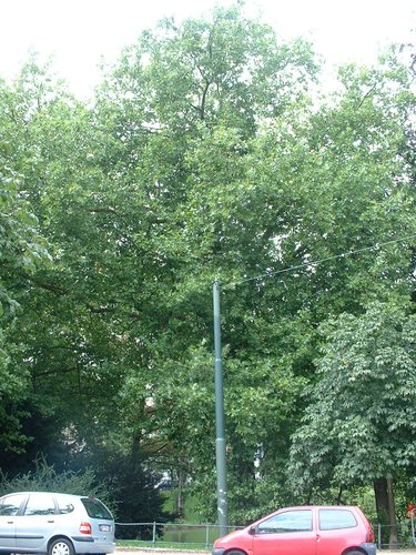 Platane à feuille d'érable – Ixelles, Etangs d'Ixelles, Avenue des Eperons d'Or –  21 Août 2006