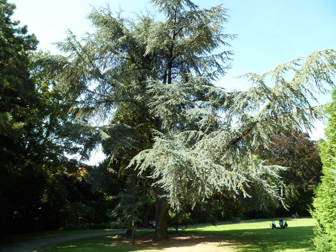Blauwe ceder – Brussel, Sobieskypark en Koloniale Tuin, Jan Sobieskilaan –  29 August 2012