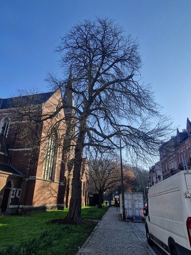 Rode paardenkastanje &ndash; Brussel, Sint-Lambertusplein &ndash;  05 Maart 2026