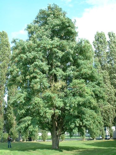 Gewone acacia – Brussel, Oorlogskruisenlaan –  28 September 2006