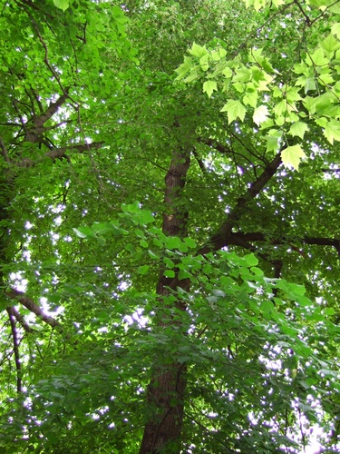Tilleul à larges feuilles – Saint-Gilles, Ilôt Horta, Chaussée de Charleroi, 226 –  01 Juin 2007