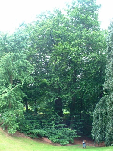 Beuk – Watermaal-Bosvoorde, Het park van het kasteel Morel, Nisardstraat, 6 –  28 Juni 2007