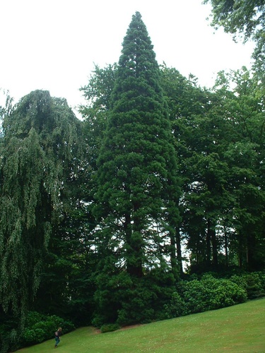 Sequoia géant – Watermael-Boitsfort, Parc du château Morel, Rue Nisard, 6 –  28 Juin 2007