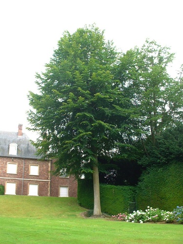 Hêtre d'Europe – Watermael-Boitsfort, Parc du château Morel, Rue Nisard, 6 –  28 Juin 2007