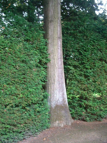Chêne rouge d'Amérique – Watermael-Boitsfort, Parc du château Morel, Rue Nisard, 6 –  28 Juin 2007