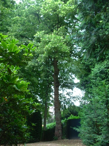 Kleinbladige linde – Watermaal-Bosvoorde, Het park van het kasteel Morel, Nisardstraat, 6 –  28 Juni 2007