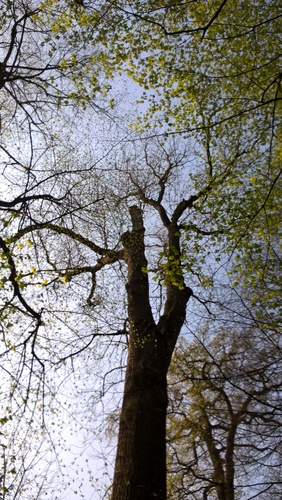 Frêne commun – Bruxelles, Bois de la Cambre –  20 Avril 2021