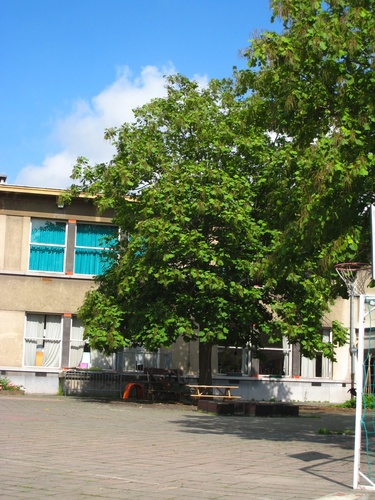 Catalpa commun – Anderlecht, Ecole de la Roue, Rue des Citoyens –  07 Août 2007