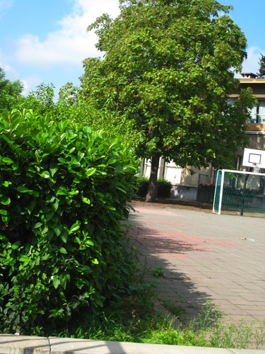 Trompetboom – Anderlecht, De school Het Rad, Burgersstraat –  07 August 2007