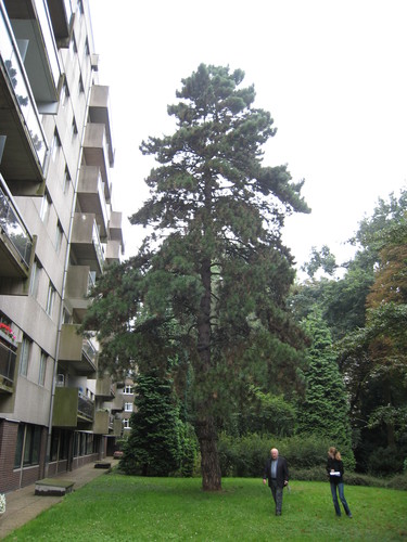 Pinus nigra 'Austriaca' – Vorst, Cervantesstraat, 6 –  21 August 2007